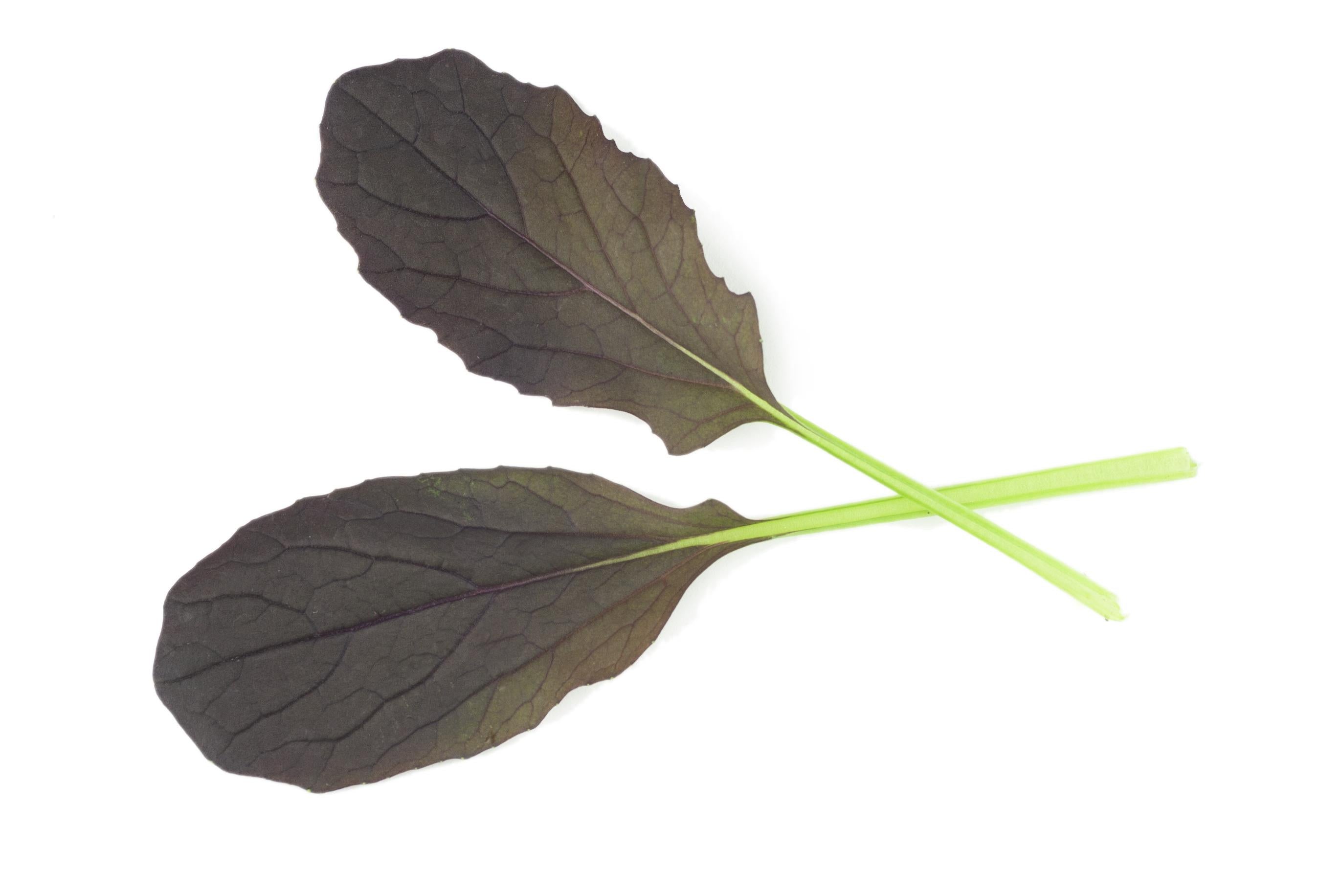 CN Seeds
