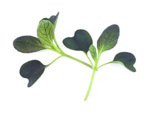 Load image into Gallery viewer, Micro Pak Choi Red Wizard F1