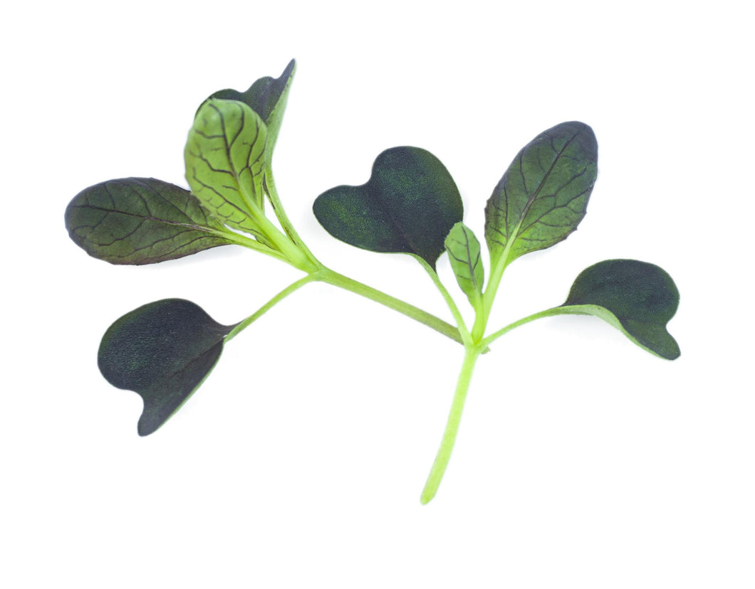 Micro Pak Choi Red Wizard F1