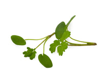 Load image into Gallery viewer, Micro Salad Burnet