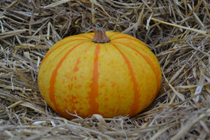 Pumpkin Blaze F1