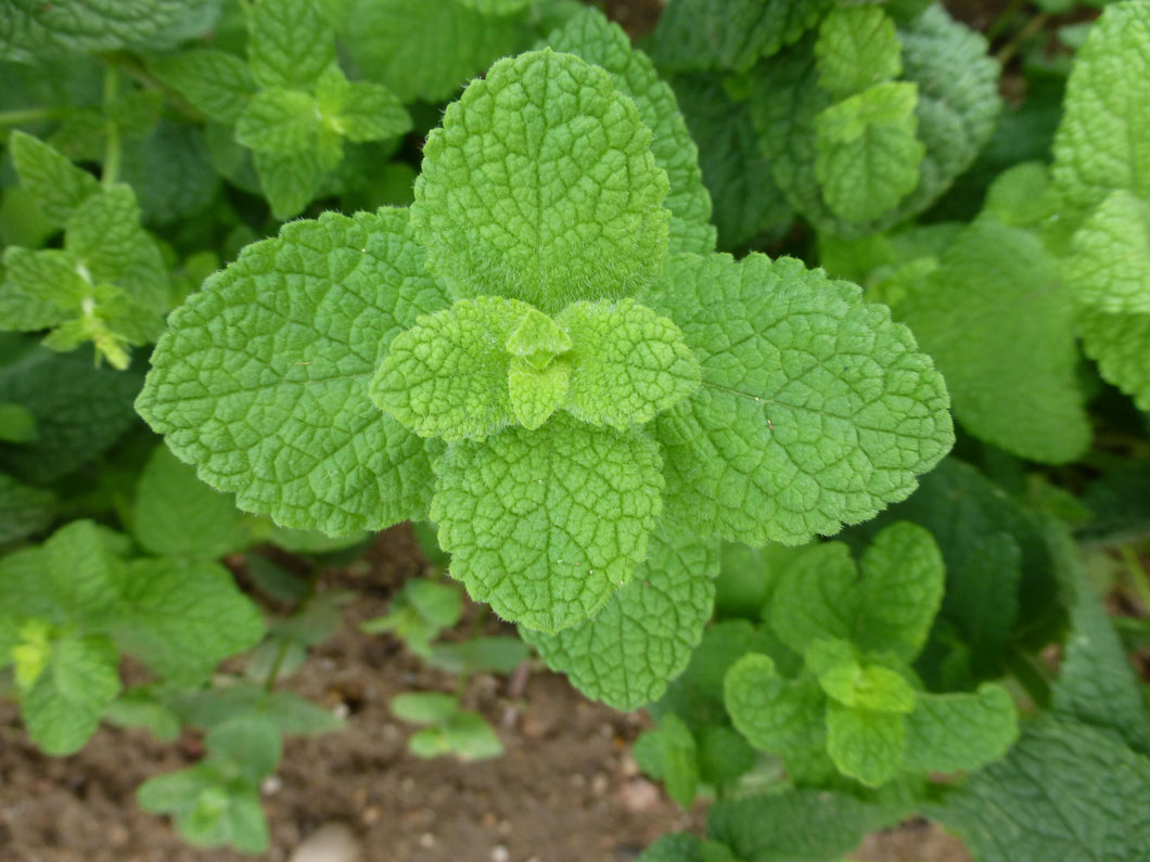 Mint, Round leaved Mint