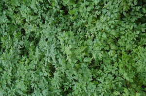 Parsley (Root) Hamburg