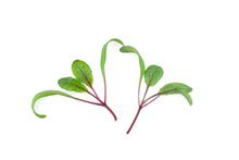 Load image into Gallery viewer, Micro Swiss Chard Red Chard