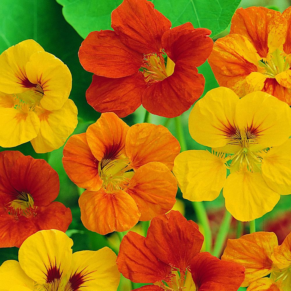 Nasturtium Tom Thumb Mix