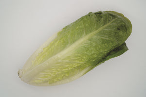 Lettuce Monterreal (CN GCOS 3361)