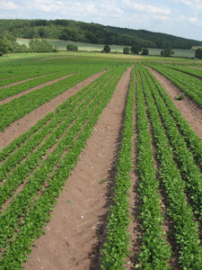 Coriander, Santo (Organic)