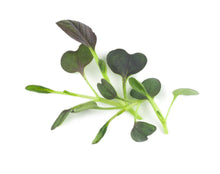 Load image into Gallery viewer, Micro Pak Choi Red Wizard F1