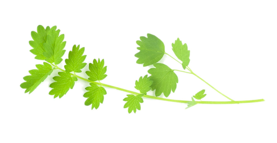 Micro Salad Burnet