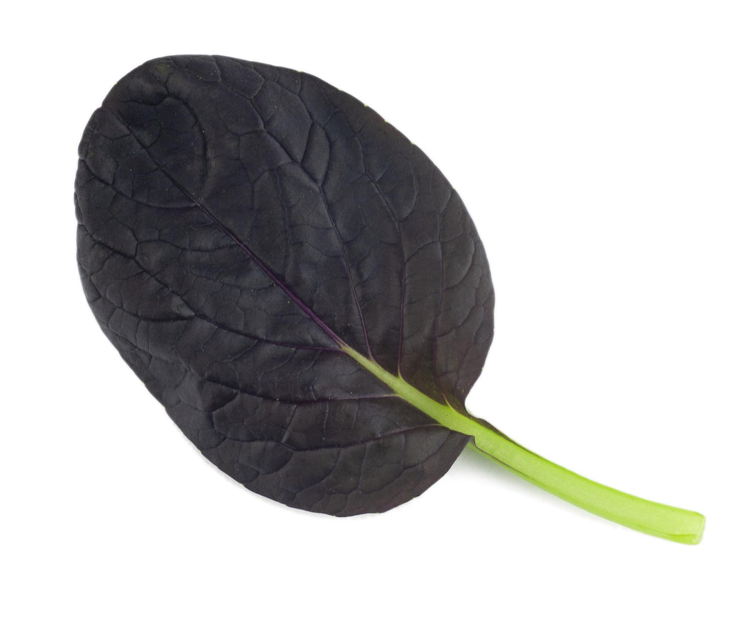 Pak Choi, Purple Rain F1