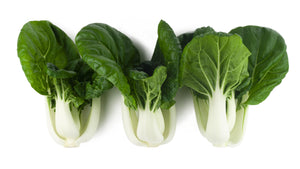 Pak Choi Macau F1 (CN 1164) (Dwarf White)