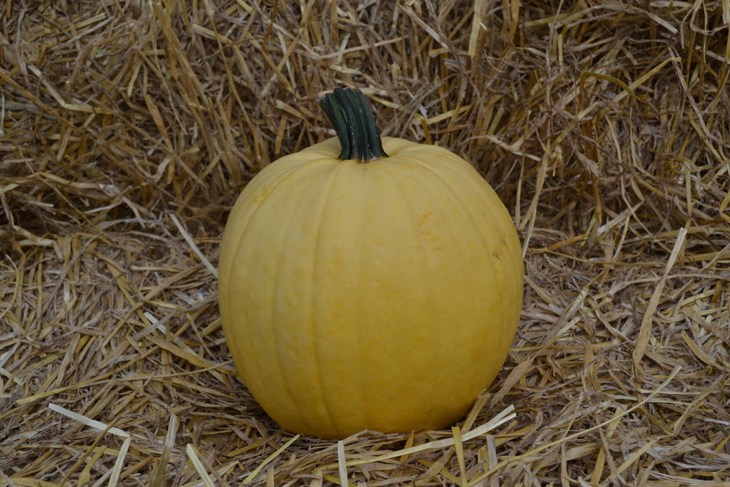 Pumpkin Mellow Yellow F1