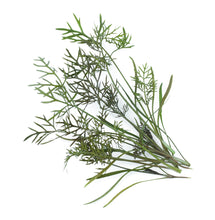 Load image into Gallery viewer, Micro Fennel Bronze