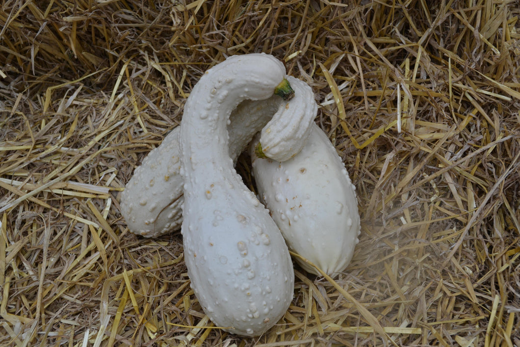 Squash (Gourd) White Crookneck