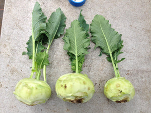 Kohl Rabi, Kref F1