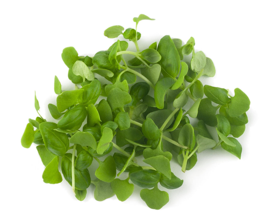 Micro Basil Sweet Genovese