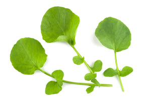 Cress, American or Land