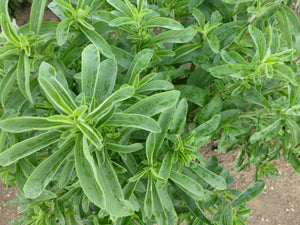Stevia (Sweet herb)
