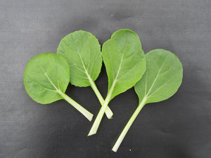 Pak Choi, Canton White