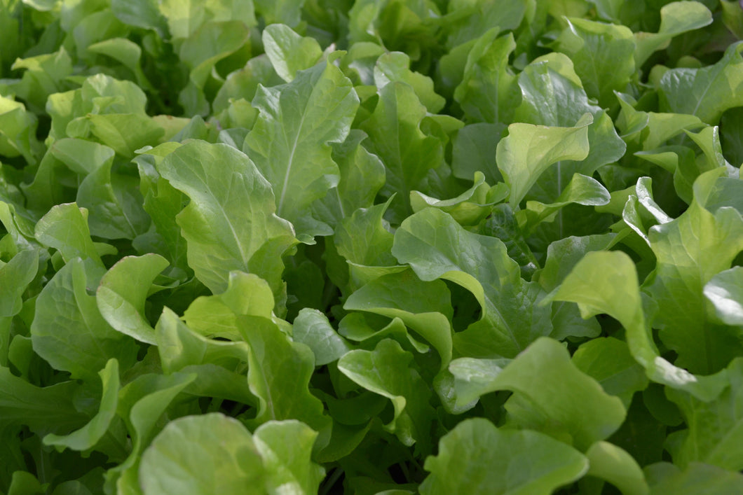 Lettuce, Green Oak Leaf