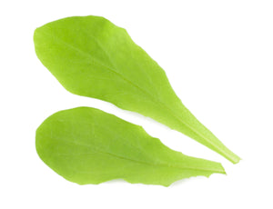 Celtuce