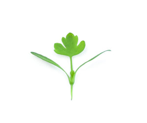 Micro Celery Leaf