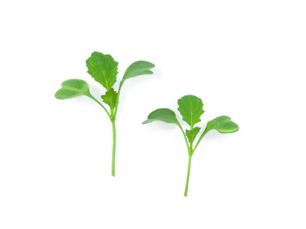 Micro Cima di Rapa (Broccoli raab)