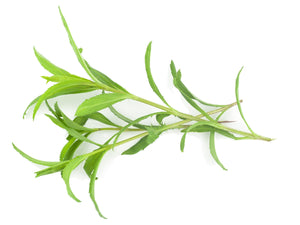 Tarragon, Mexican