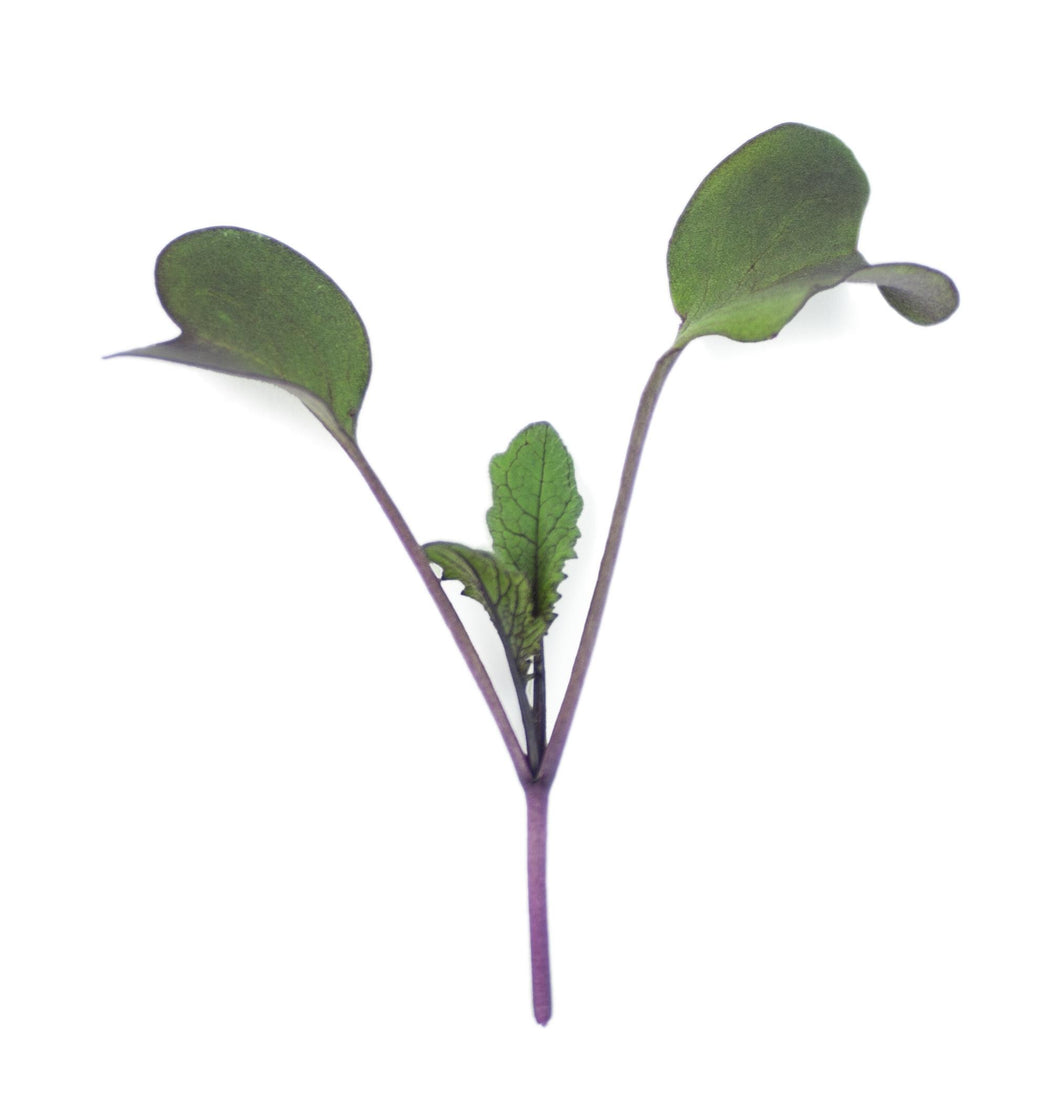 Micro Radish Rioja