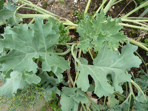Sea-Kale, Lily White