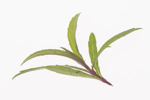 Micro Mexican Tarragon