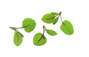 Micro Sorrel Red Veined