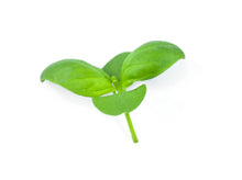 Load image into Gallery viewer, Micro Basil Sweet Genovese