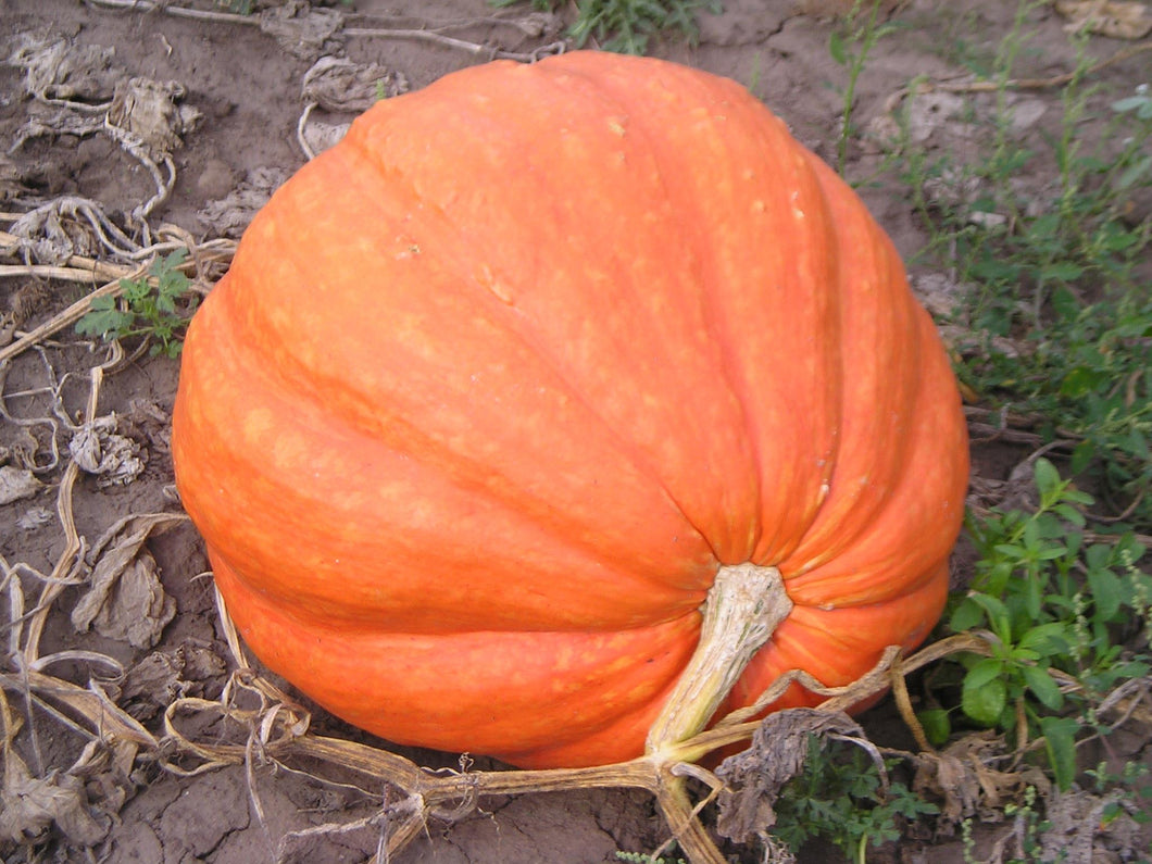 Pumpkin, Atlantic Giant