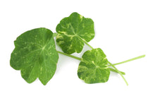 Load image into Gallery viewer, Micro Nasturtium Alaska Mix