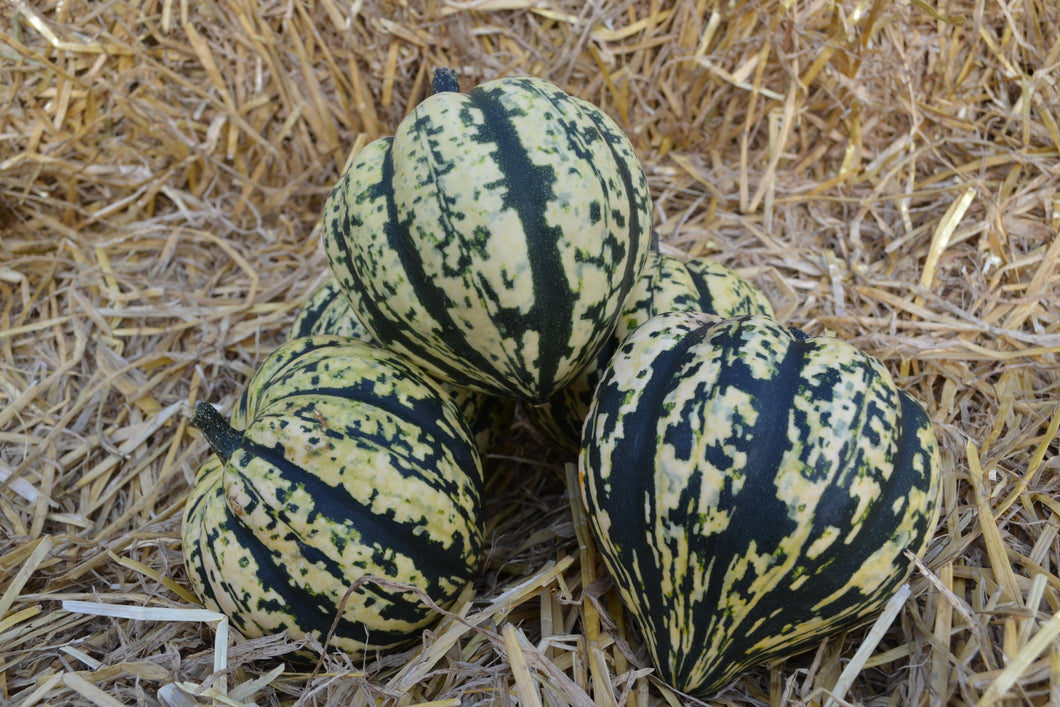 Squash (Winter) Harlequin F1