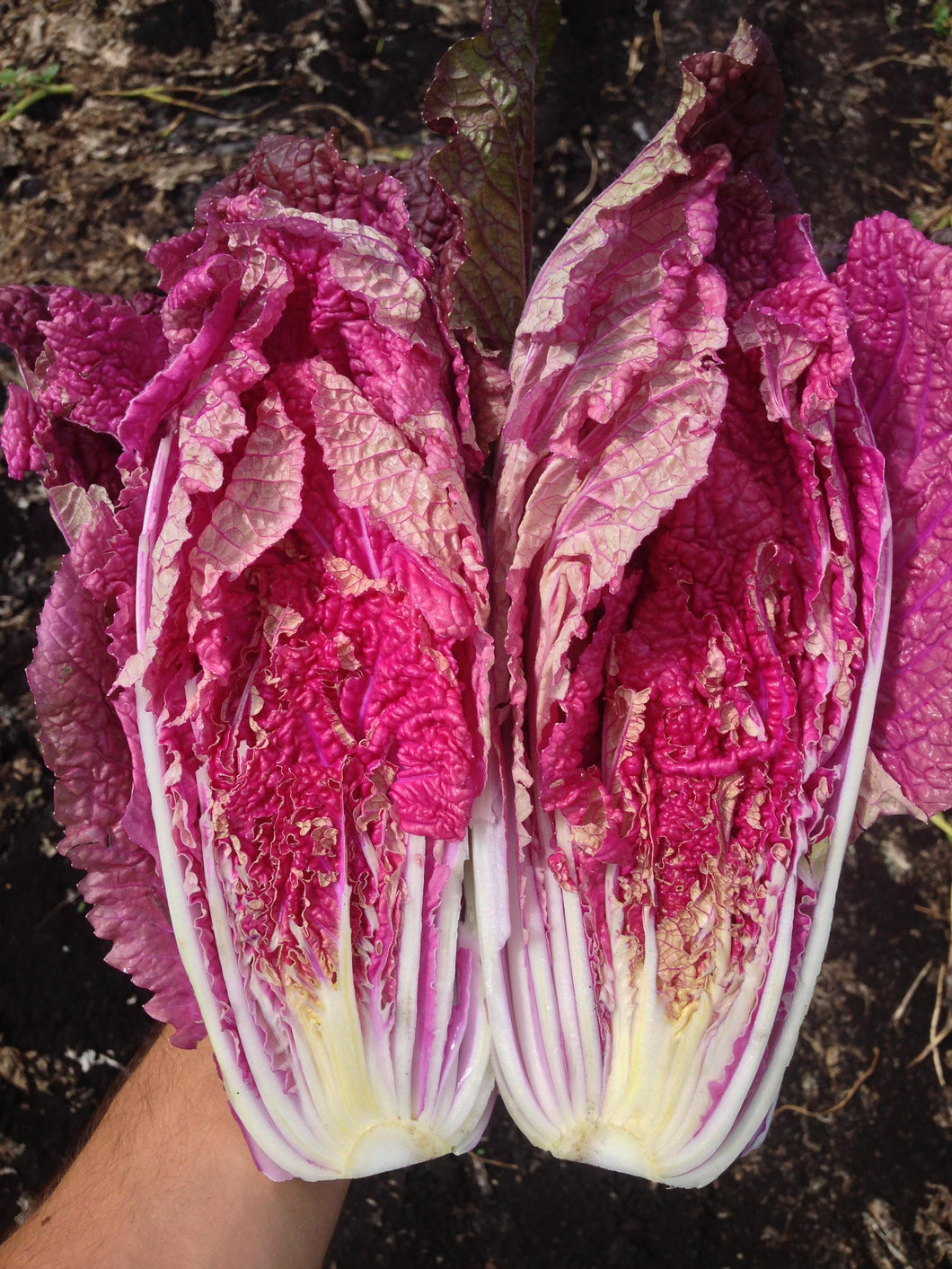 Chinese Cabbage, Scarvita F1