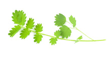 Load image into Gallery viewer, Micro Salad Burnet