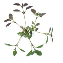 Load image into Gallery viewer, Micro Thyme English Winter