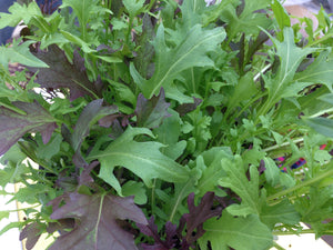 CN Salad Leaf Mix Frilly Leaf Blend